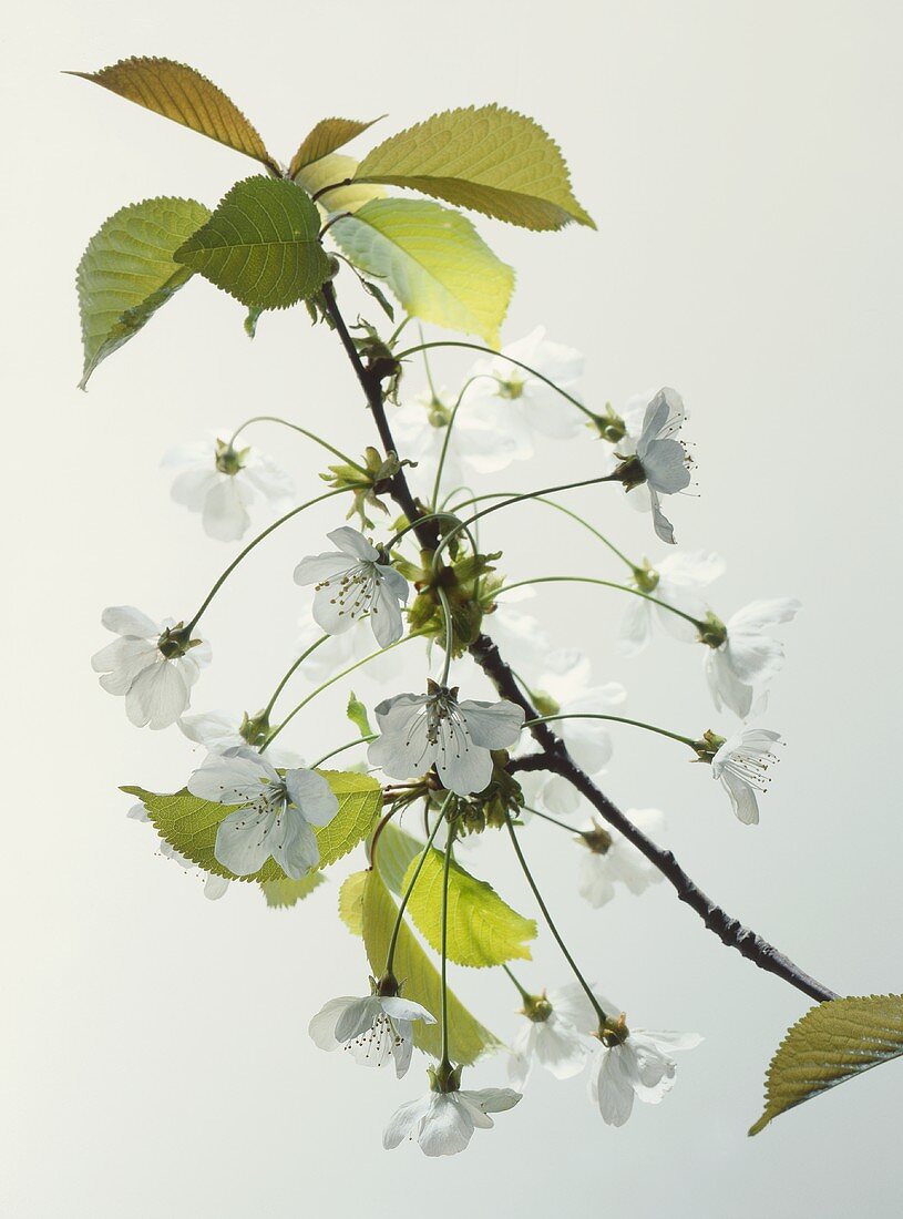 Zweig mit Kirschblüten