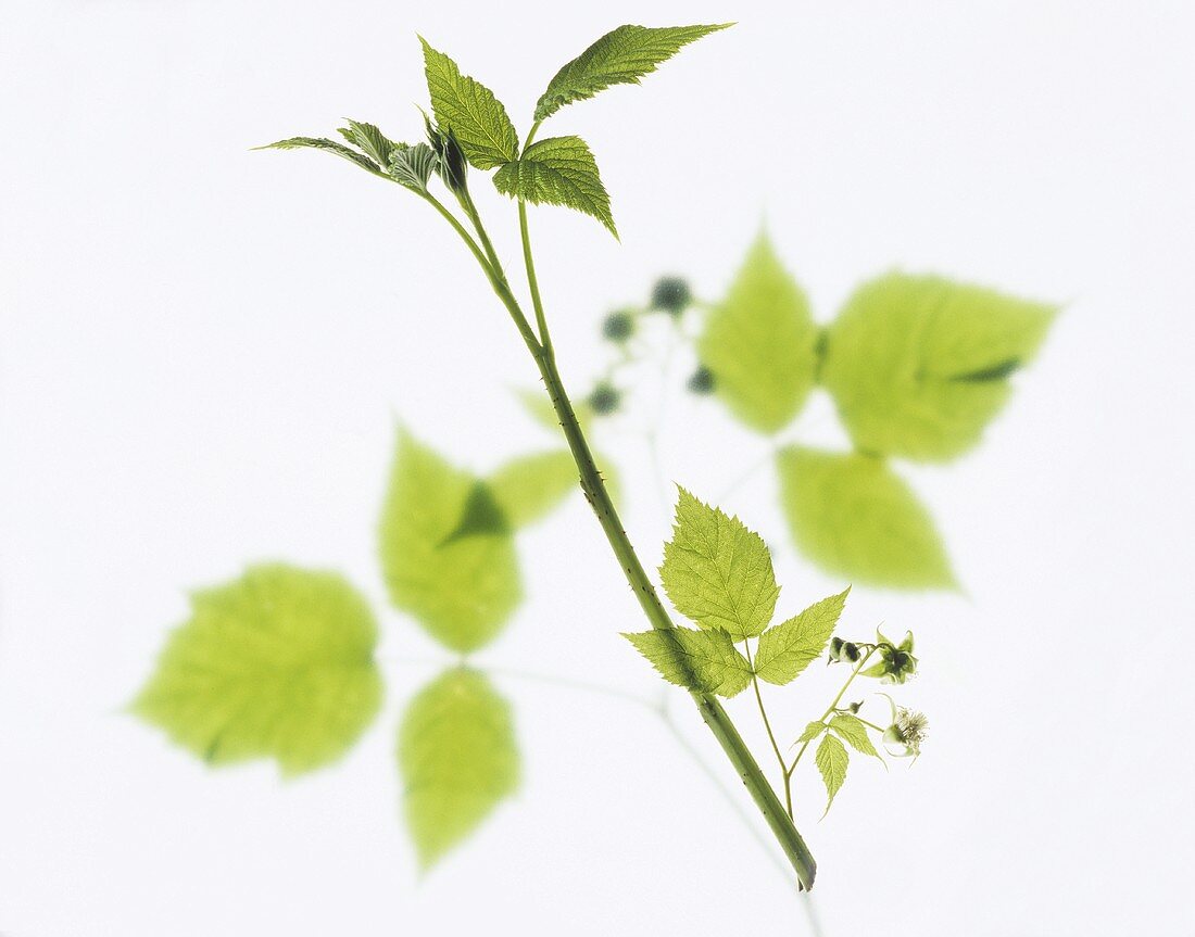Raspberry branch with leaves