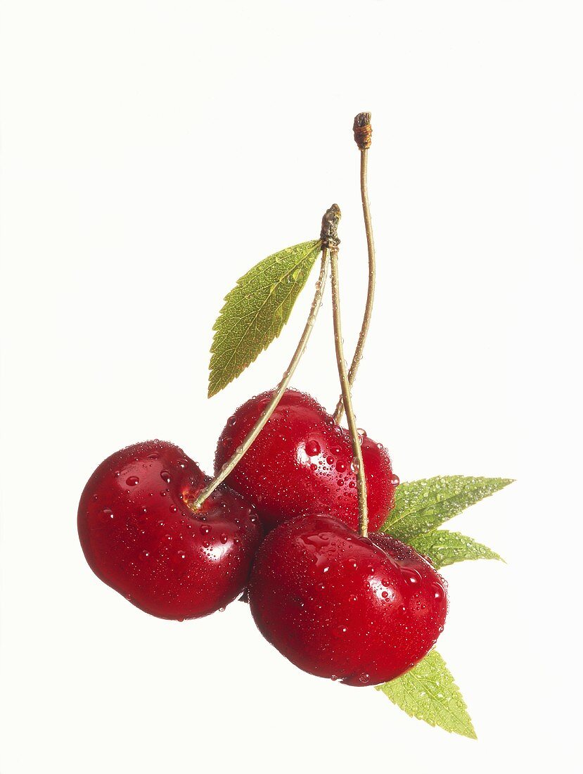 Three sweet cherries with drops of water