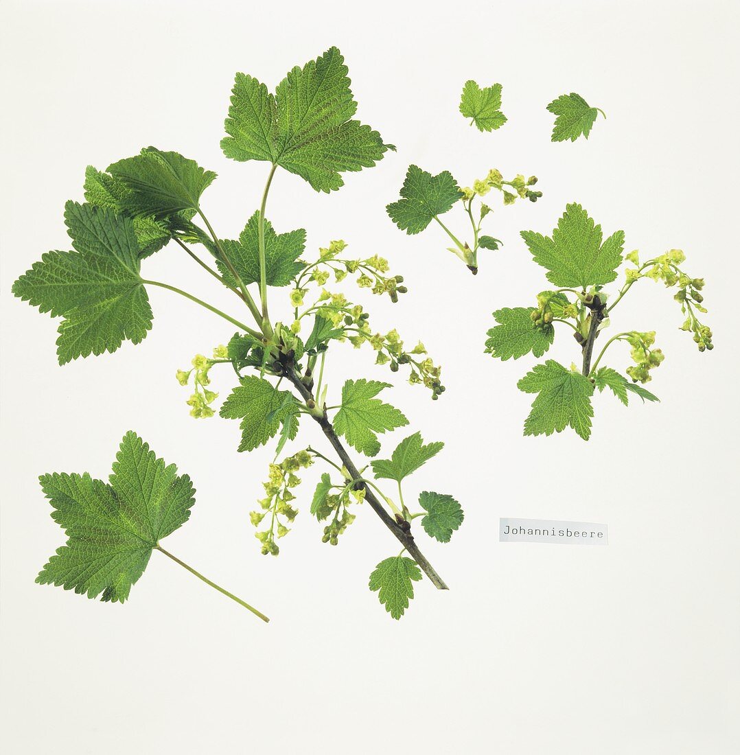 Currant branches with flowers