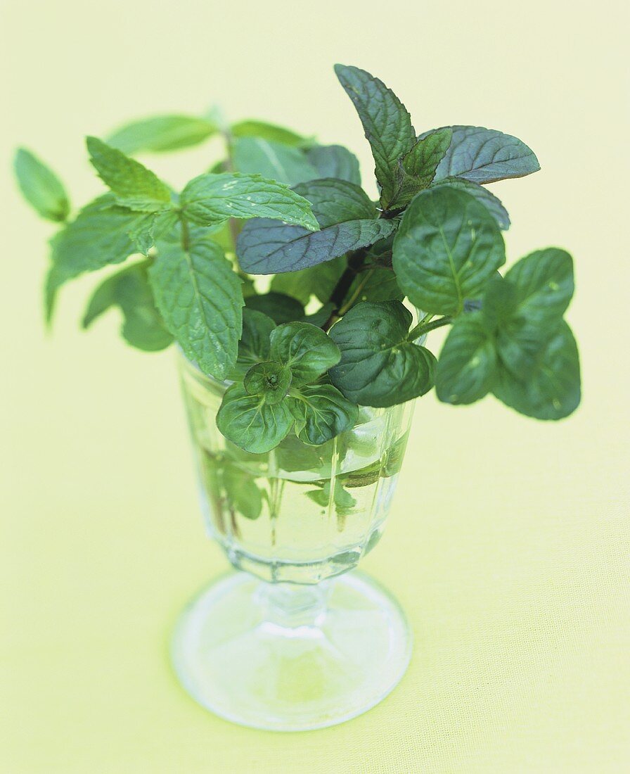 Fresh mint in a glass
