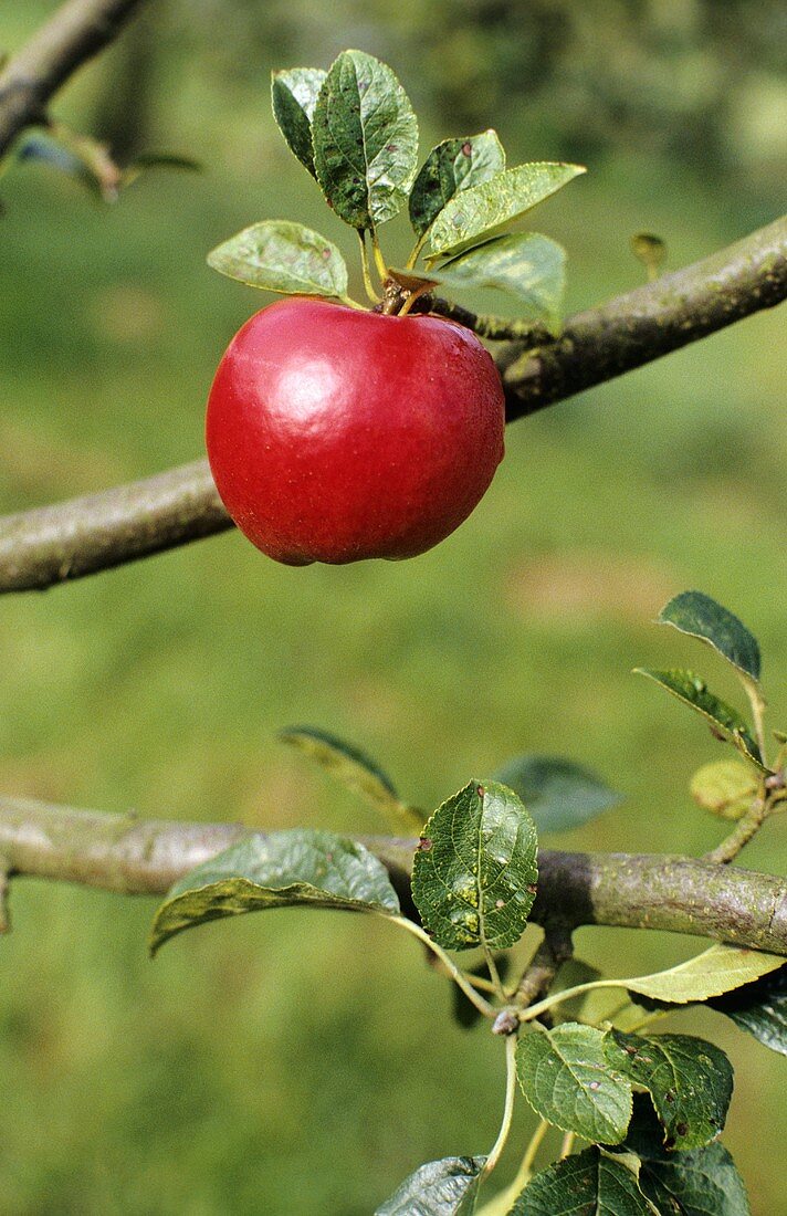 Ein Apfel am Baum