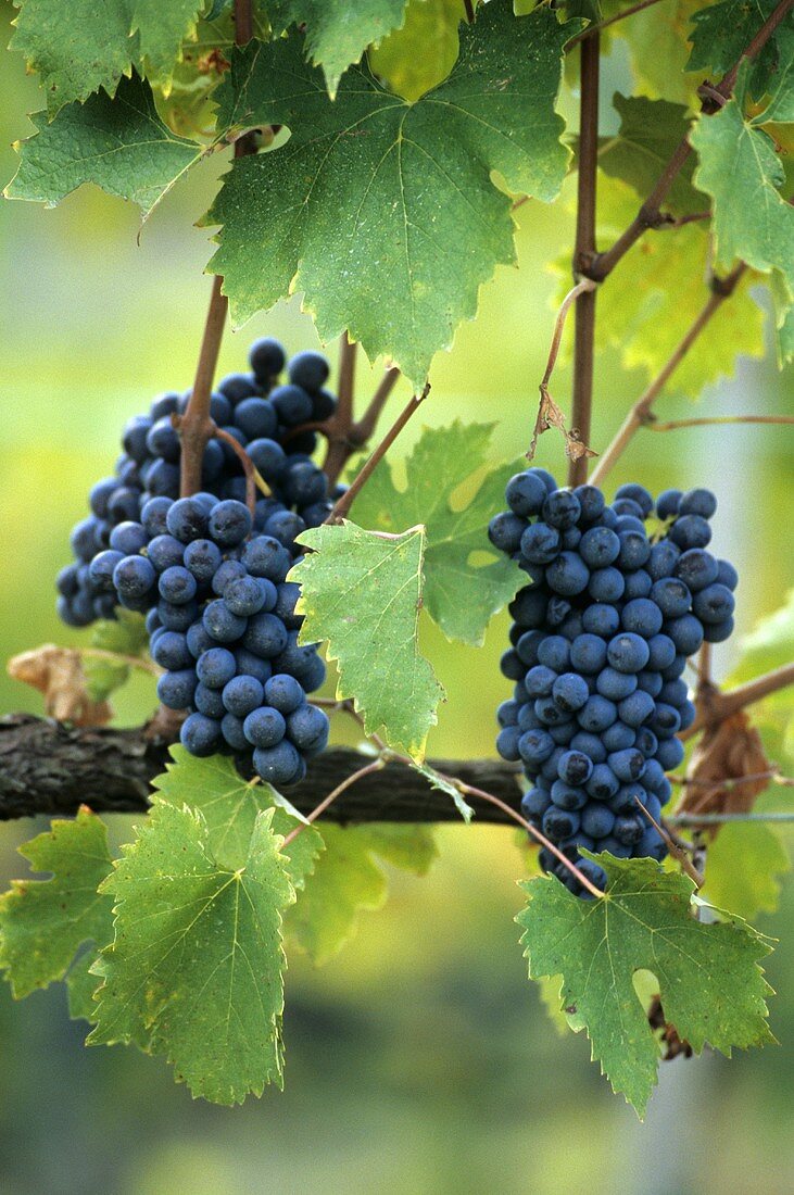 Red Sangiovese grapes (Tuscany, Italy)