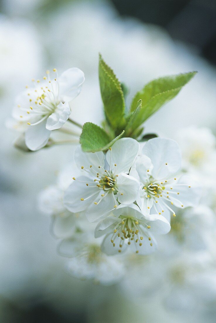 Apfelblüten am Zweig