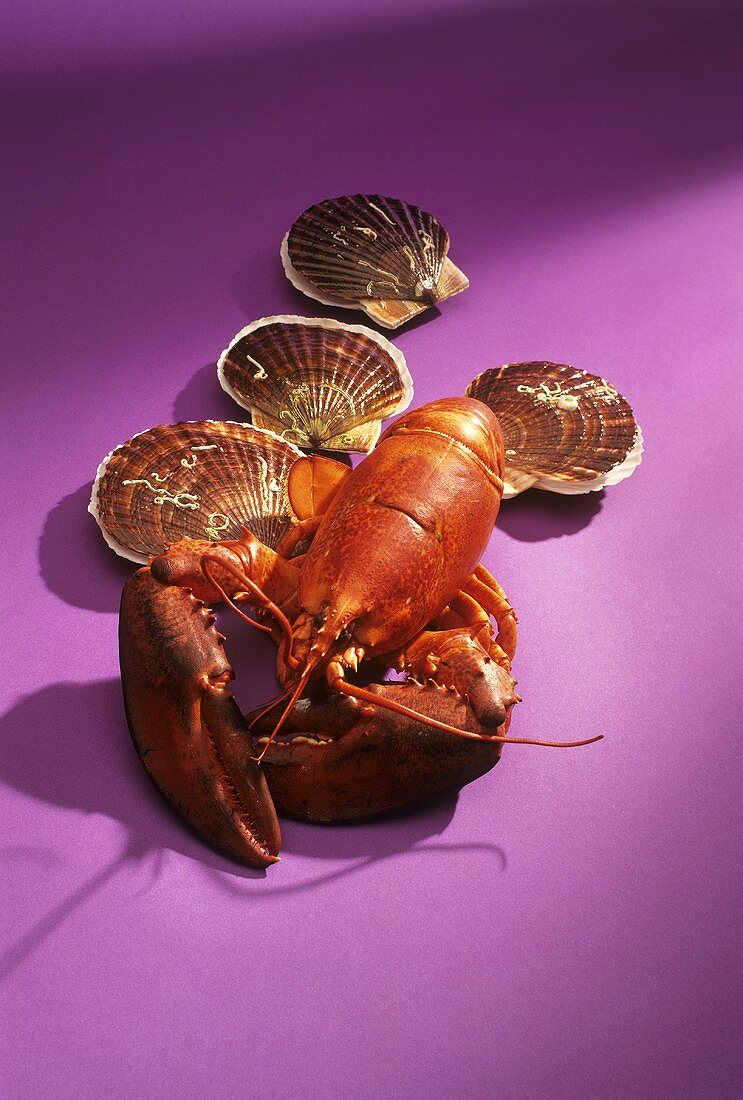 Lobster and scallops on purple background