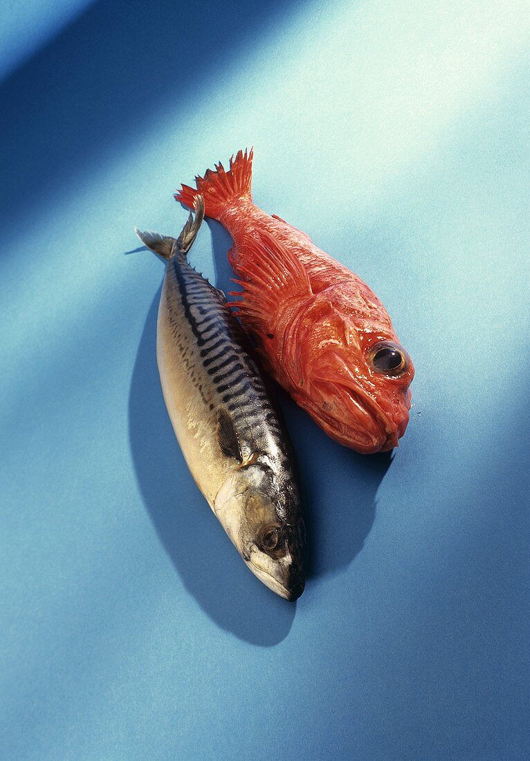 Eine Makrele und ein roter Fisch auf blauem Untergrund