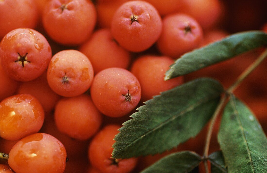 Rowan berries