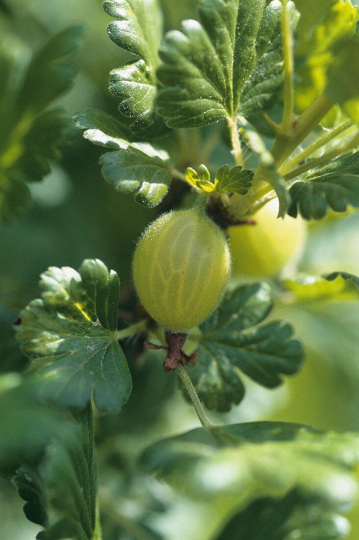 Stachelbeeren am Strauch