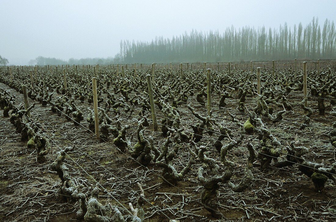 Vines in winter (Burgundy)