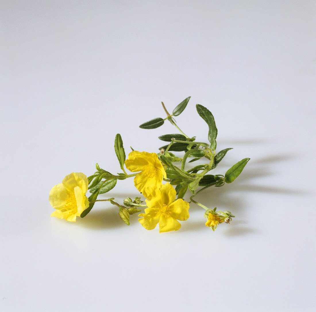 Yellow rock rose (Helianthemum nummularium)