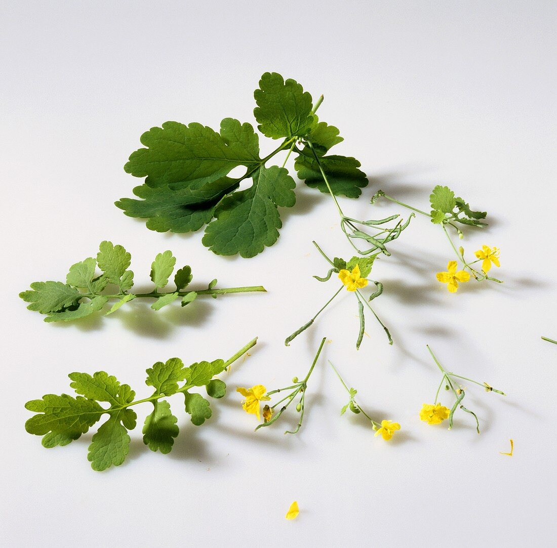 Greater celandine, flowers and leaves