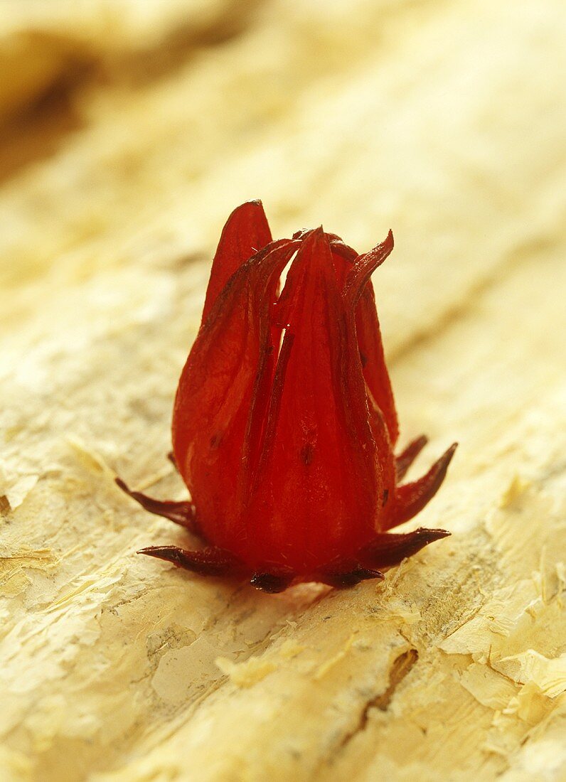 Wild rosella (Australian species of Hibiscus)