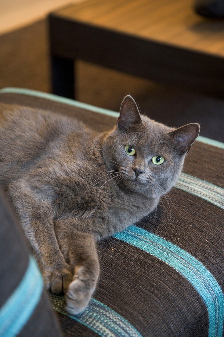 A cat on a chair