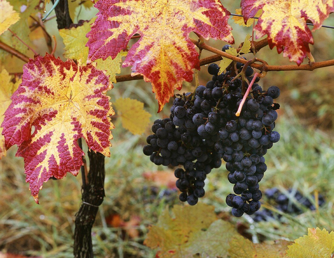 Dornfelder grapes on the vine