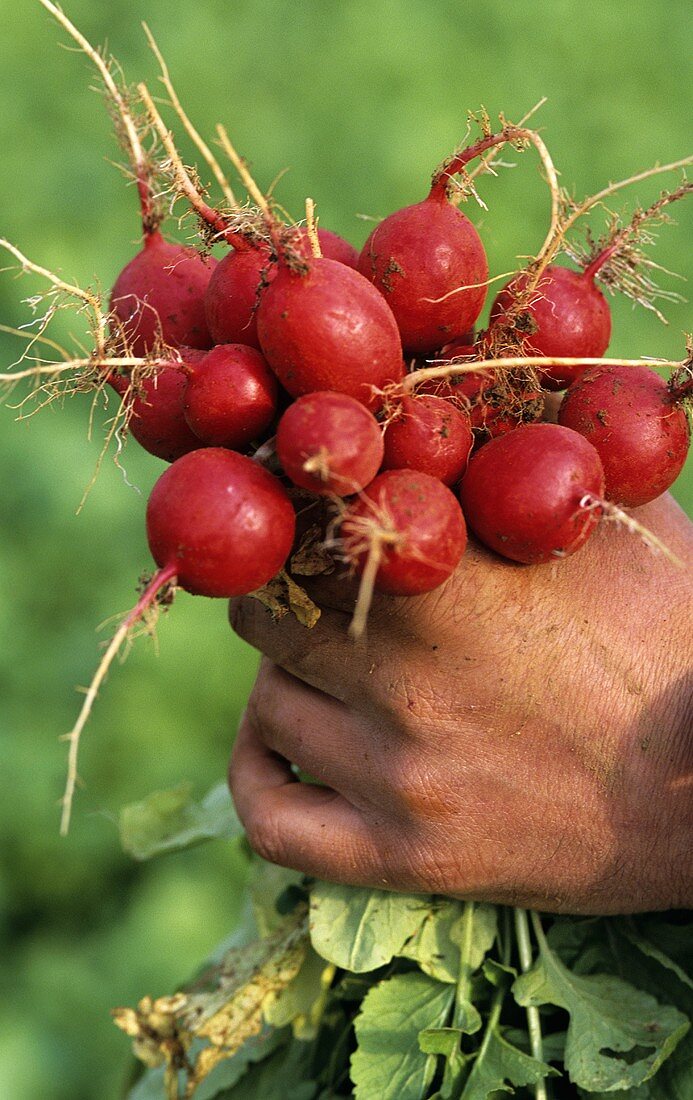 A hand holding a bunch of freshly picked organic radishes