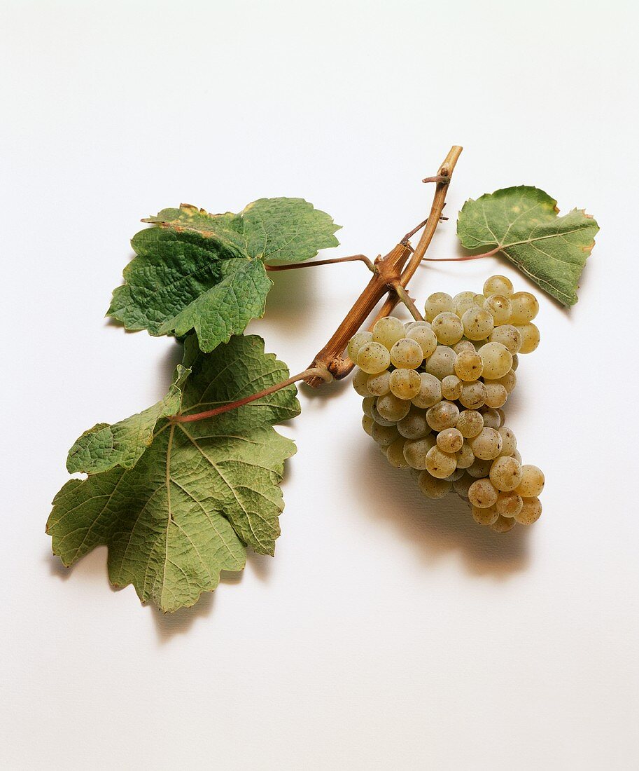 Riesling-Traube mit Weinblättern