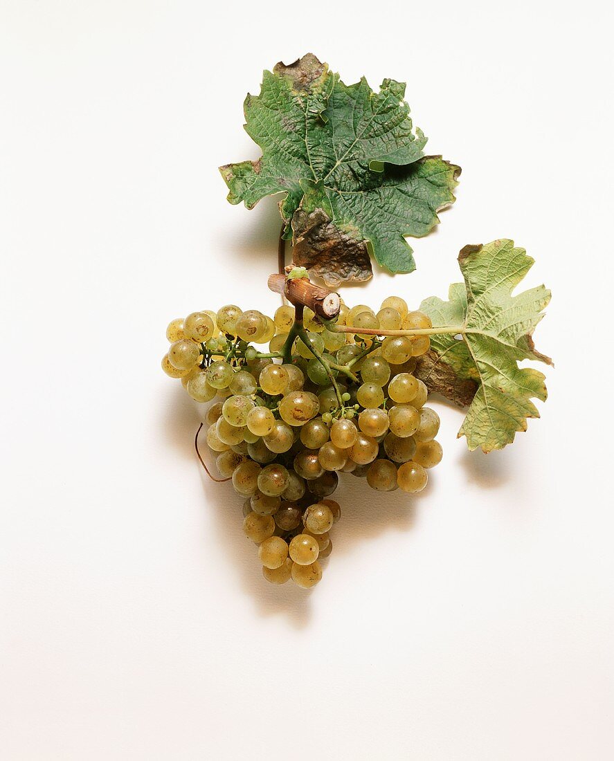 Silvaner grapes and vine leaves