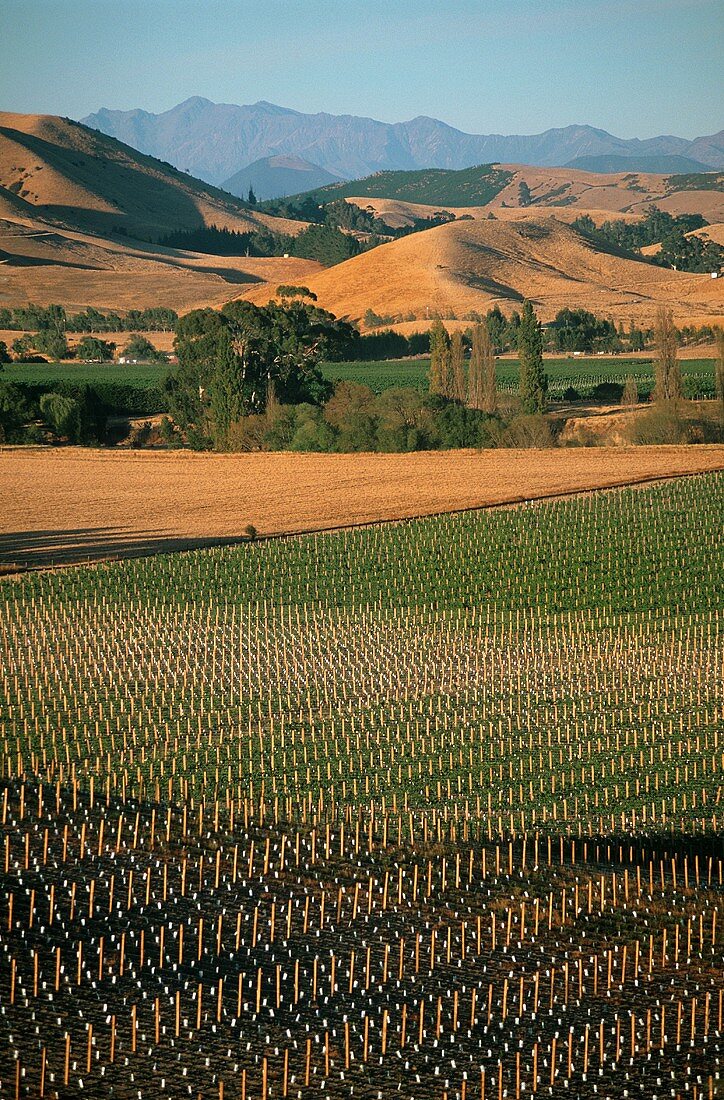 Vineyards in the valley of the Wairau River in Blenheim, Marlborough, New Zealand