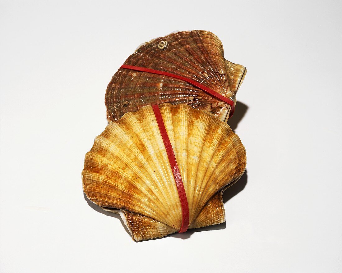 Two scallop shells with rubber bands