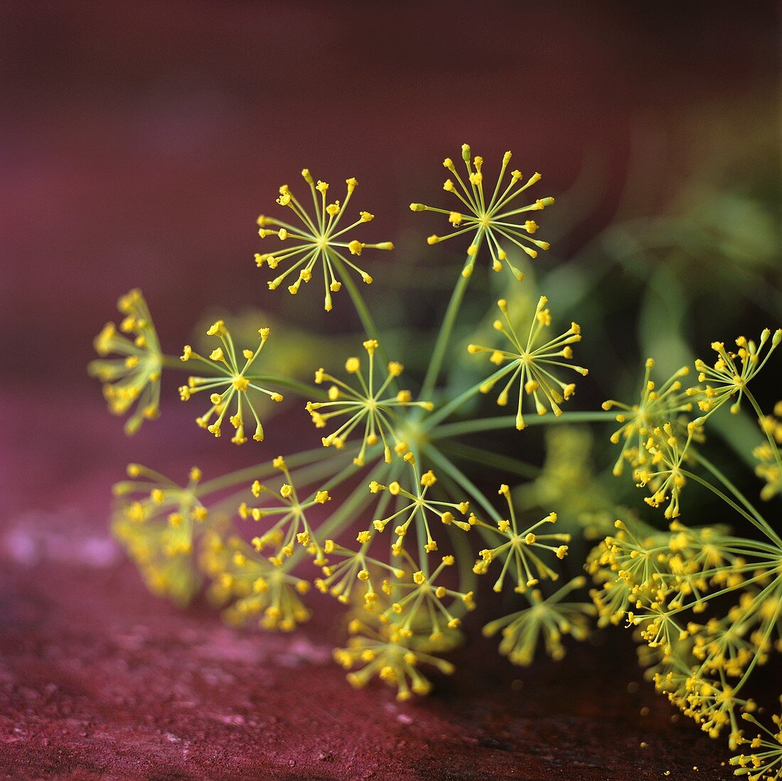 Dill flowers