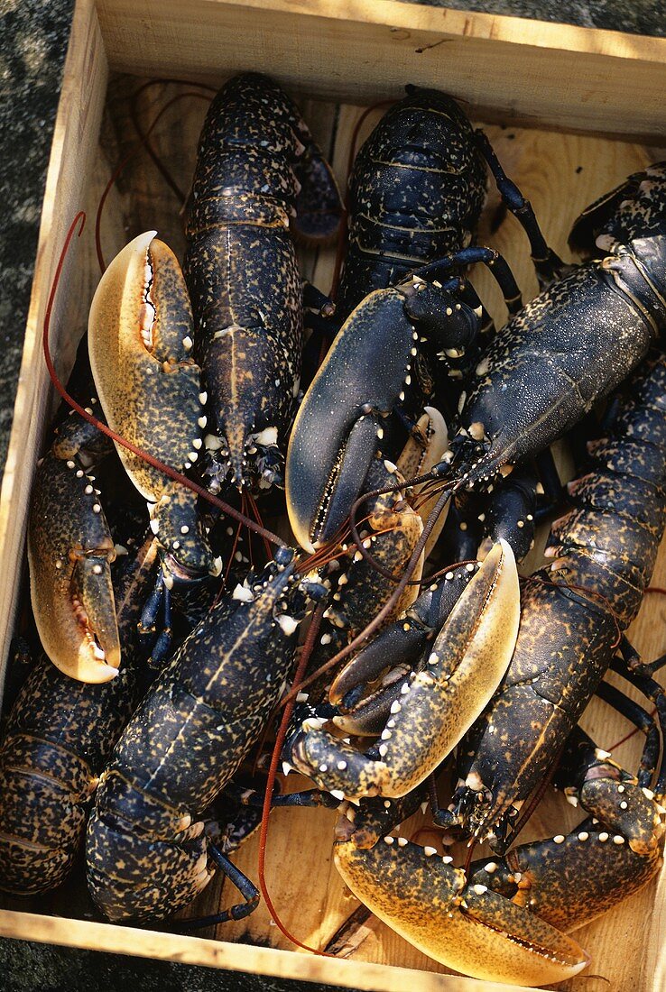 Fresh lobster in a crate