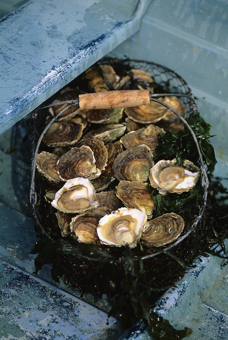 A basket of fresh oysters