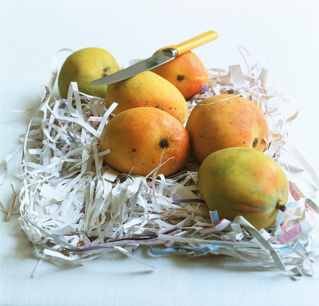 Mangos and a knife on shredded paper