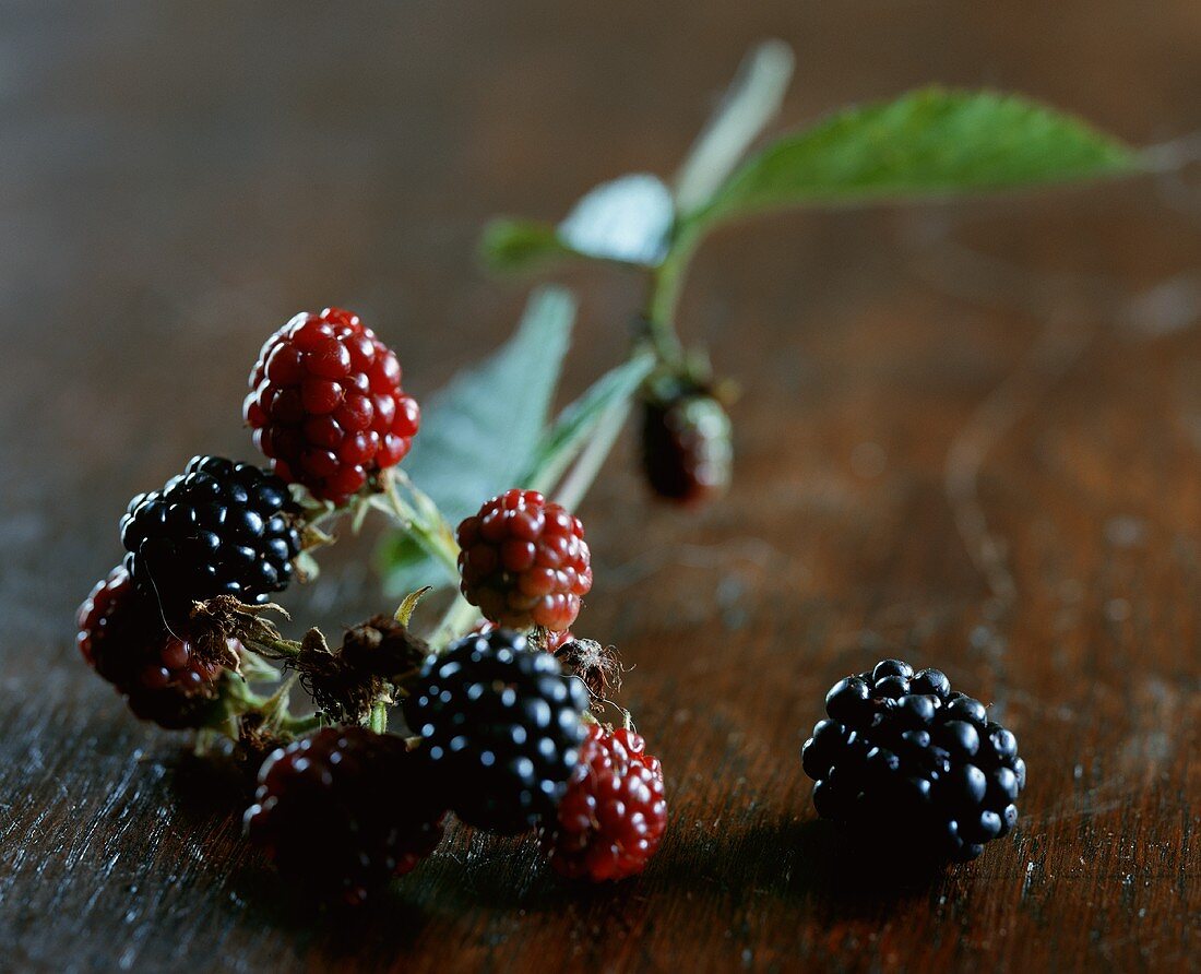 Zweig mit Brombeeren