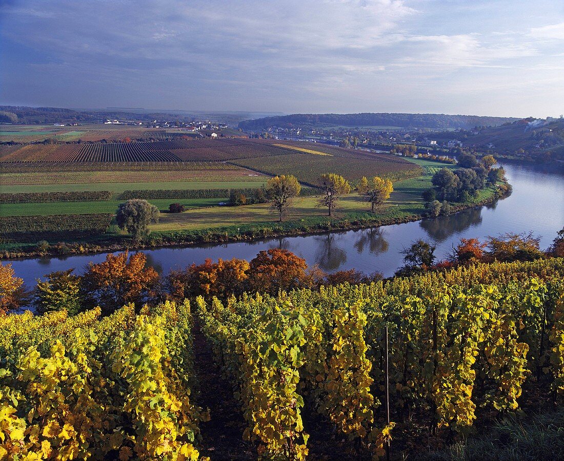 Weinlandschaft bei Greiveldange an der Mosel, Luxemburg