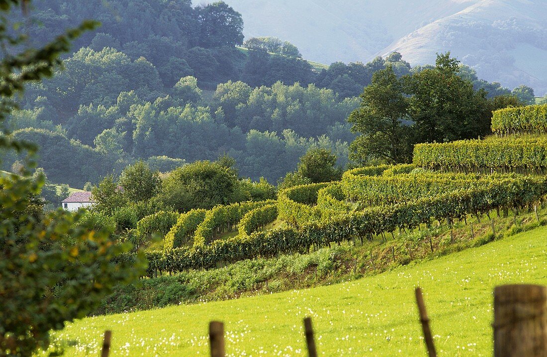 A vineyard in Irouléguy (Aquitaine, France)