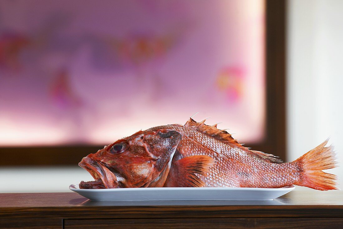 Scorpion fish on a serving plate