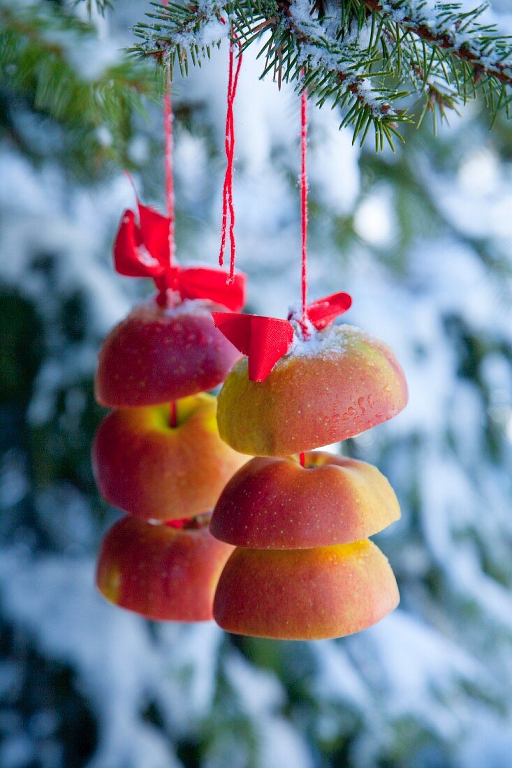 Apfelscheiben auf roter Schnur am Tannenbaum
