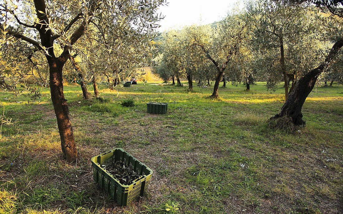 Olivenernte, Perugia, Umbrien, Italien
