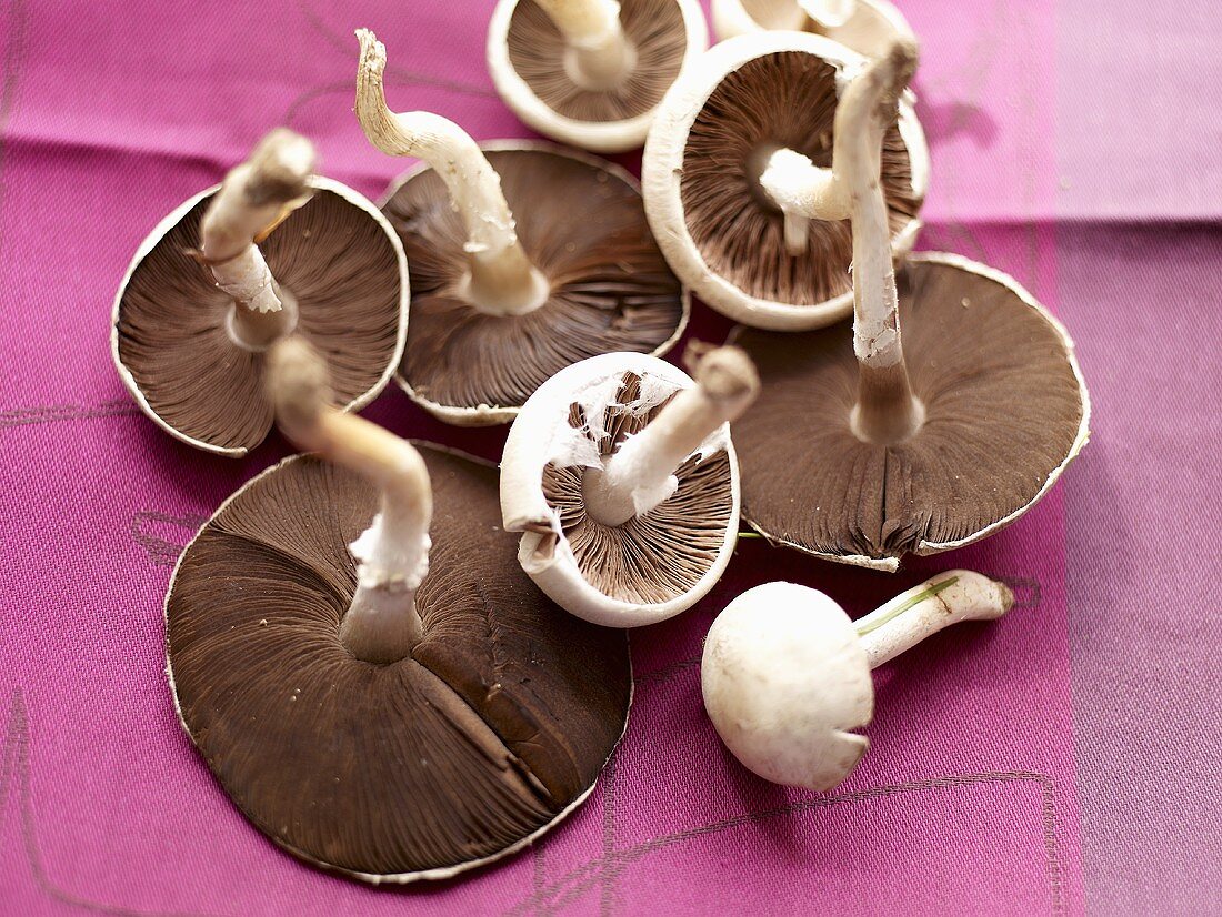 Frische Wiesenchampignons auf Tuch