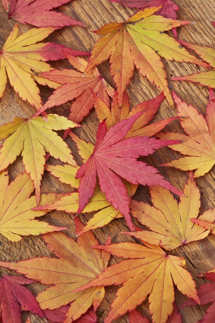 Maple leaves