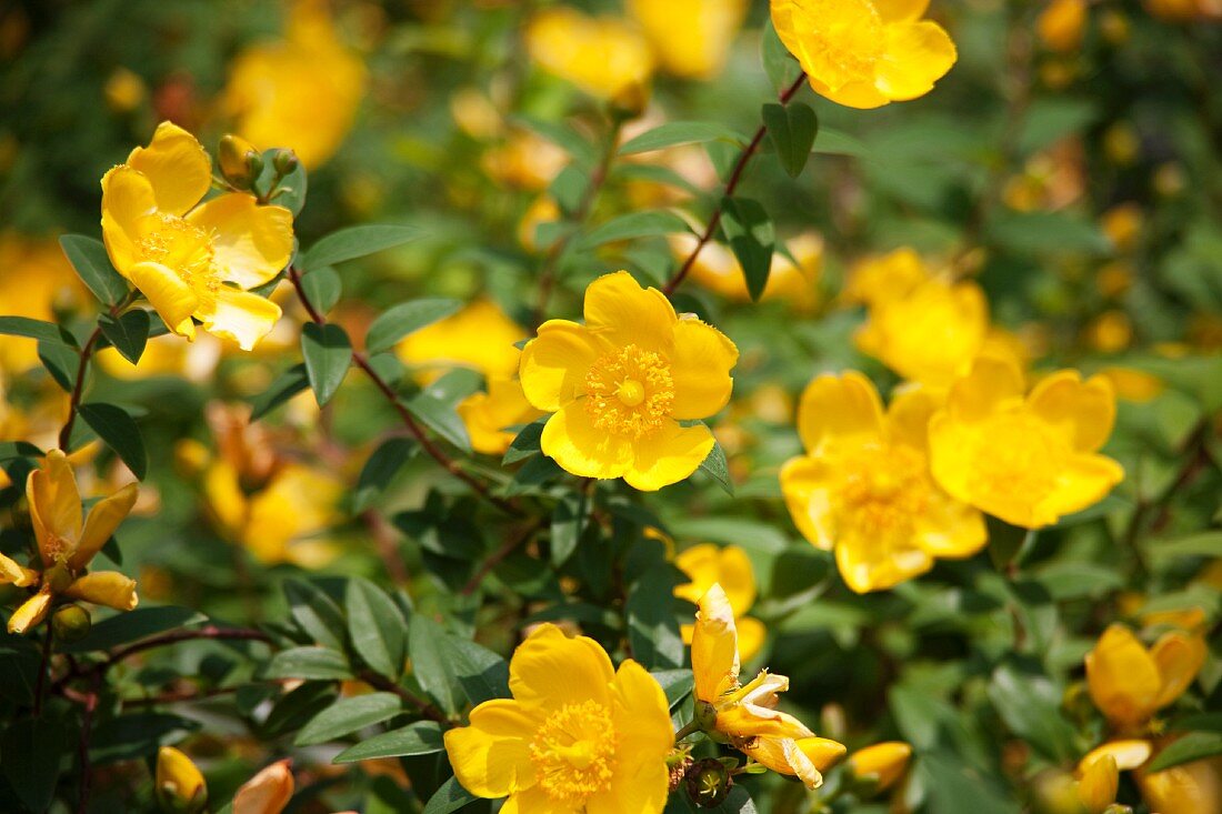 Flowering St. John's Wort (hypericum)