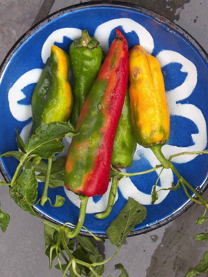 Peperonis on a plate, seen from above