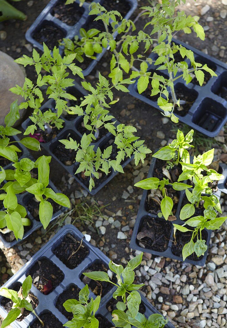 Young tomato plants in plastic pots