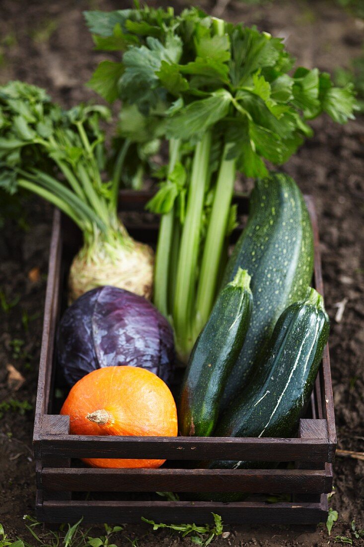 Gemüsekiste mit Zucchini, Sellerie, Kürbis und Rotkohl