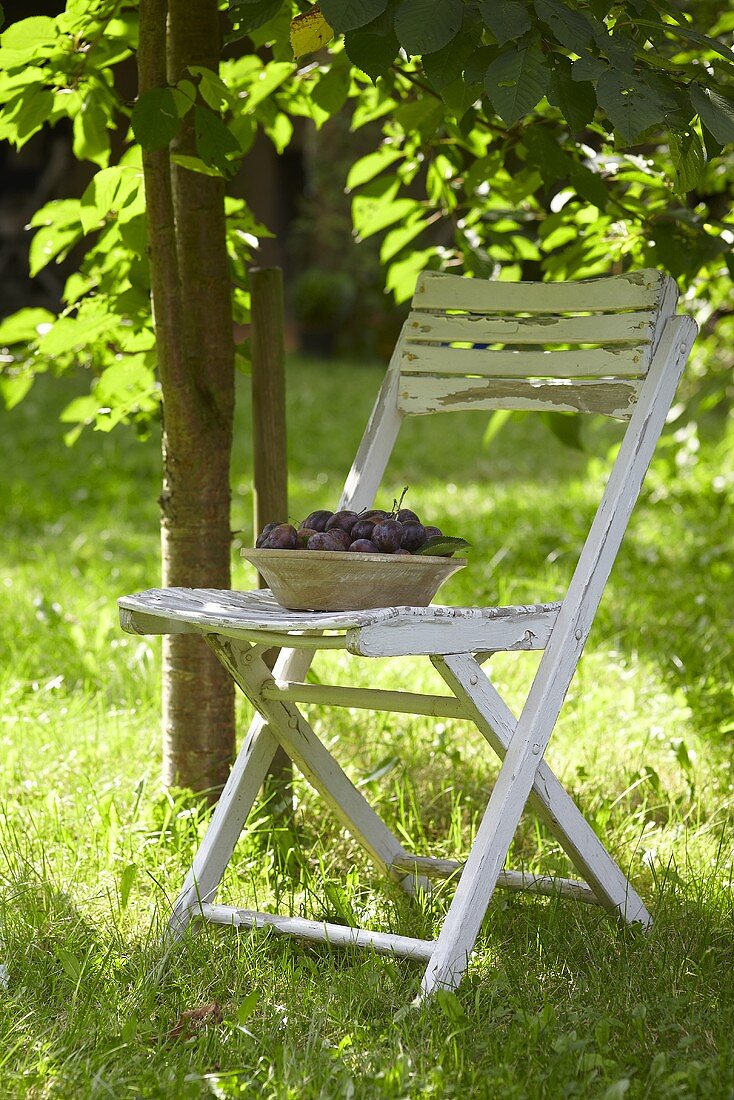 Fresh damsons in a bowl on a garden chair