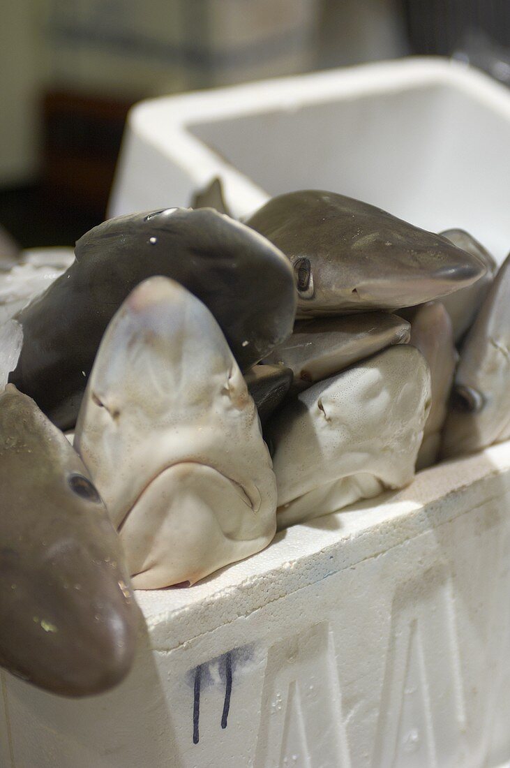 Small shark in a polystyrene box at a fish market (London)