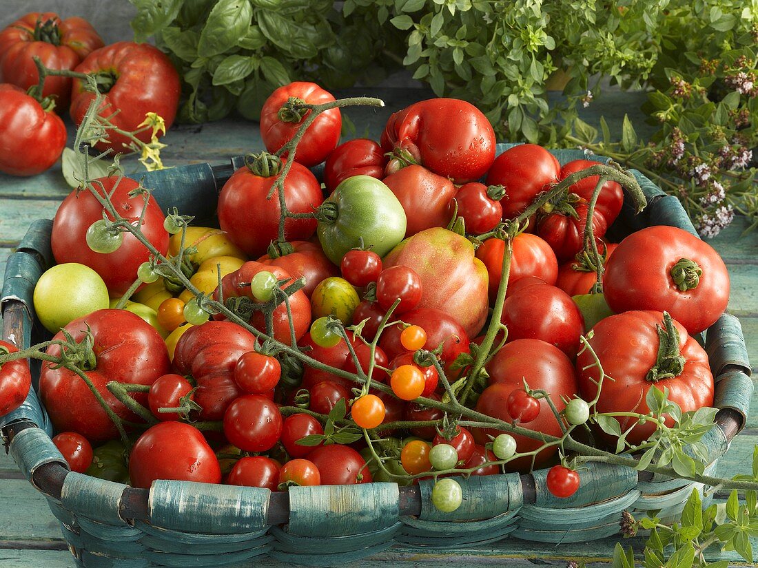 A basket of various freshly picked tomatoes