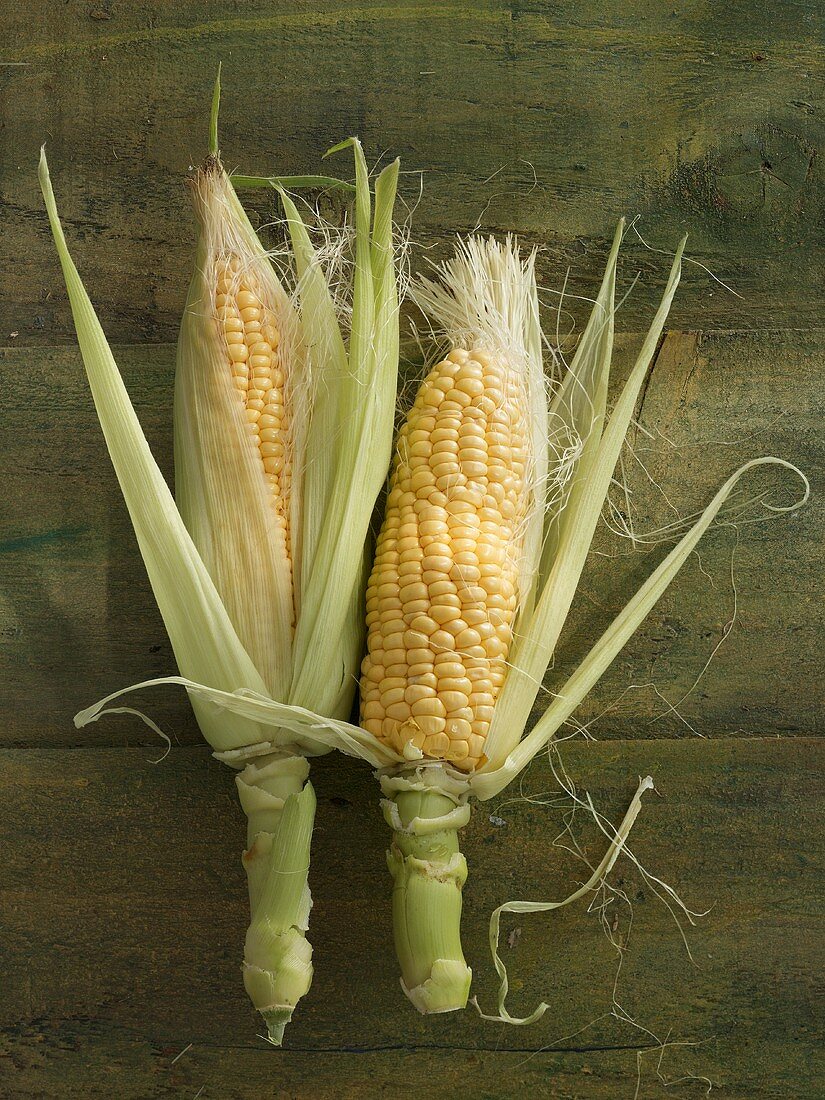 Two cobs of corn