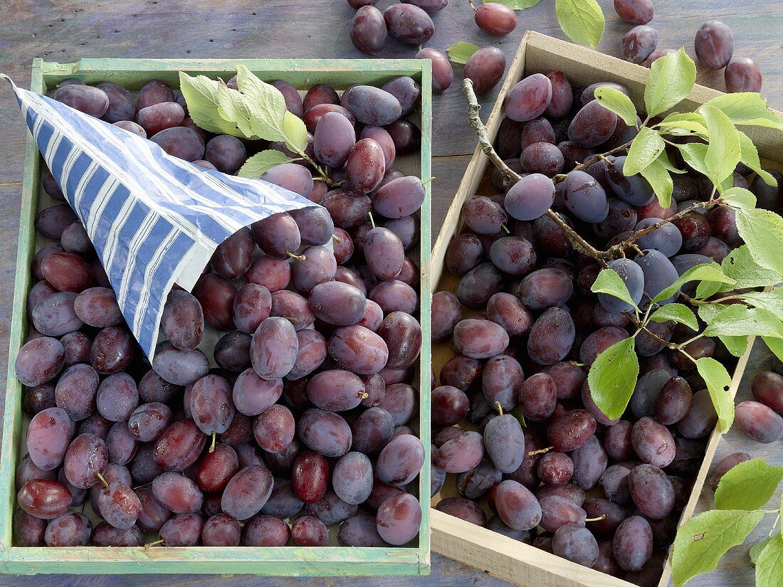 Two crates of damsons