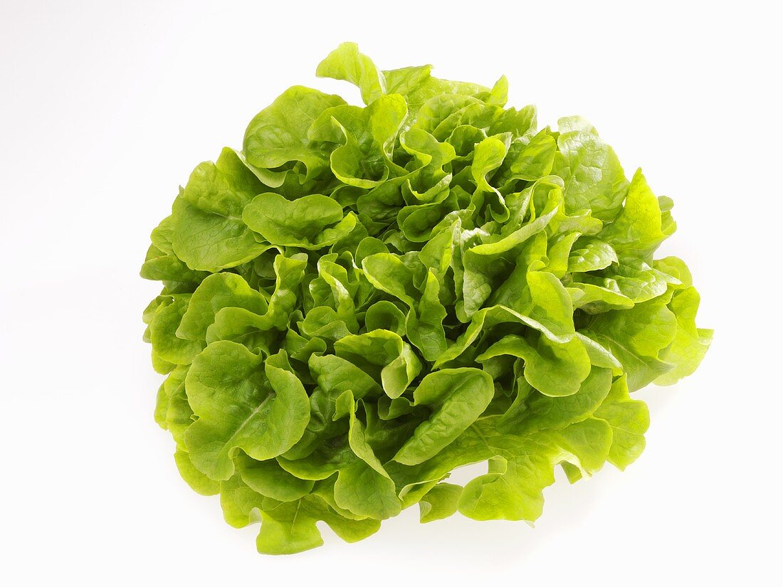 Novita lettuce