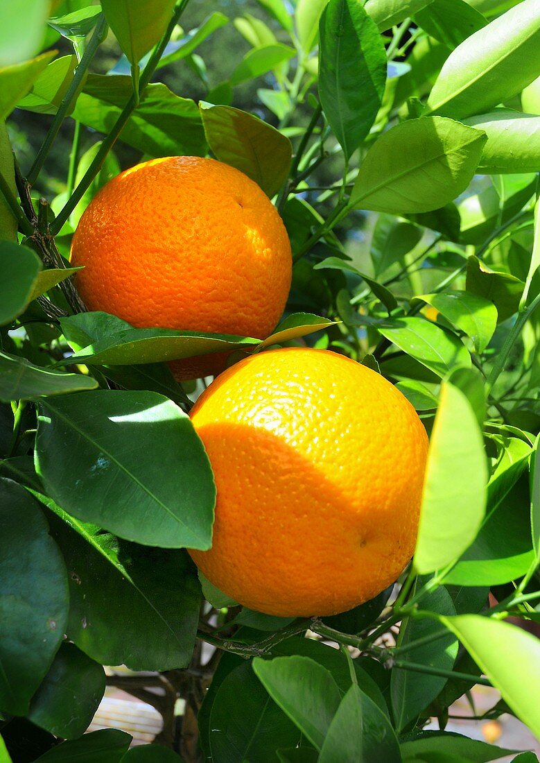 Orangen am Baum