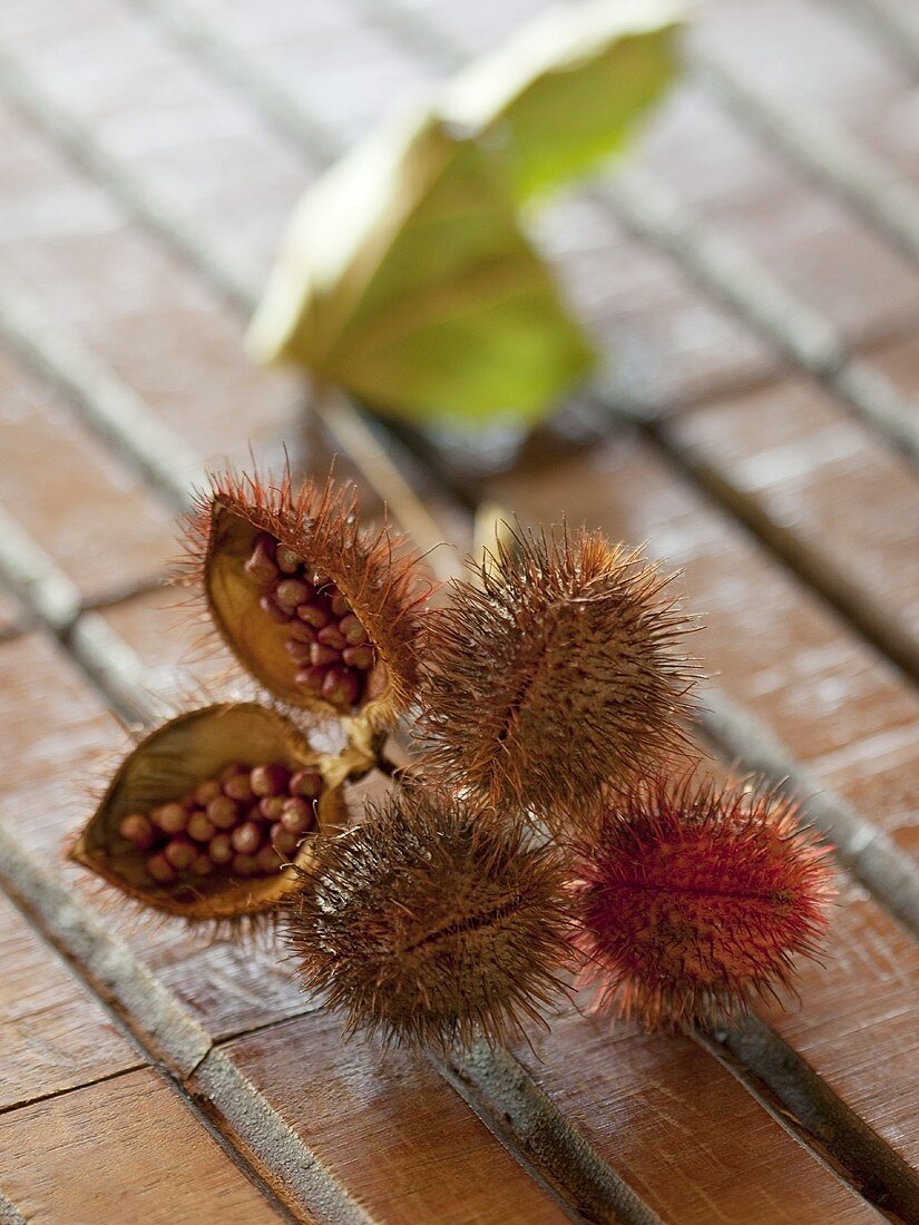 Achiote seed pods (bixa orellana) from Brasil