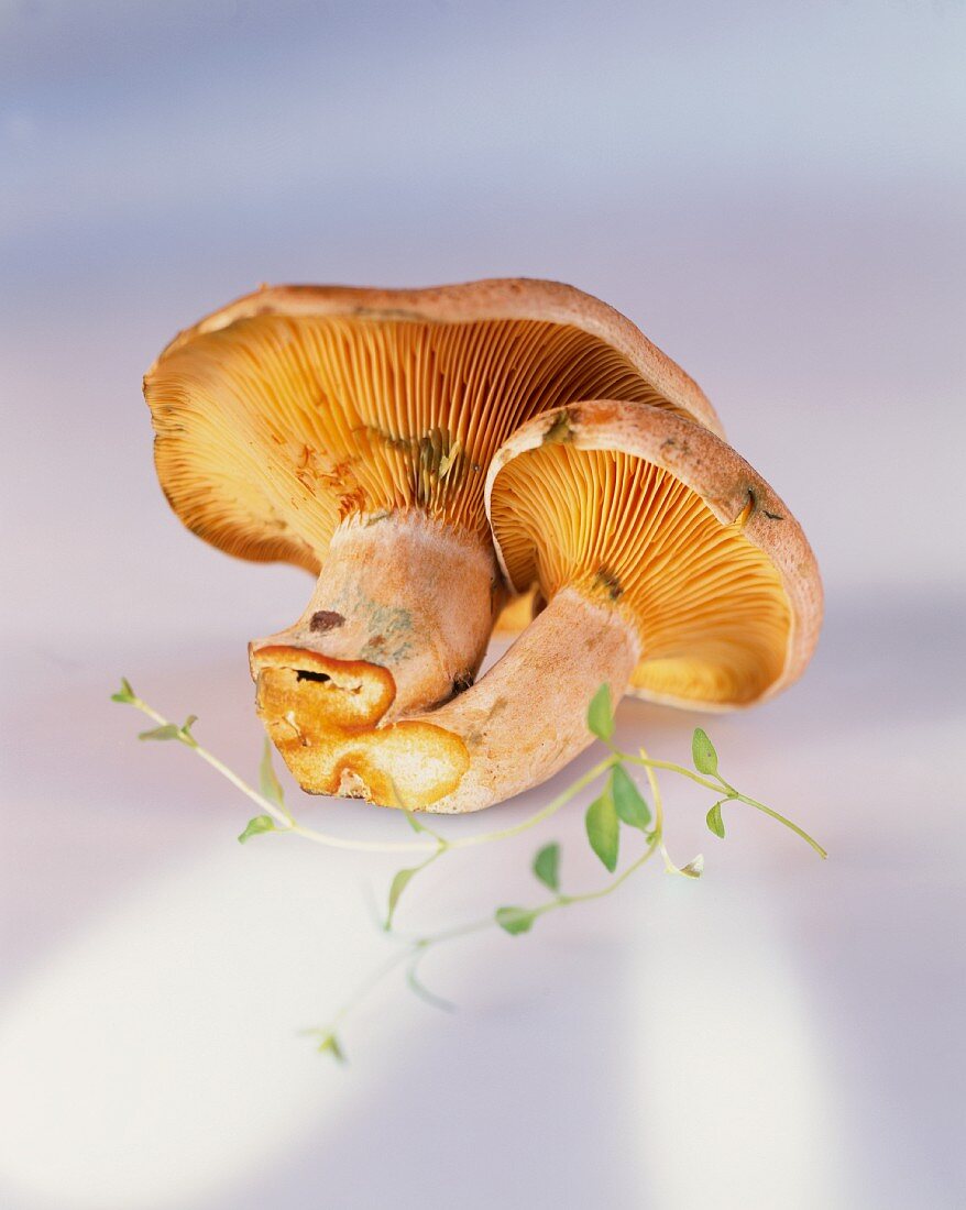 Two red pine mushroom