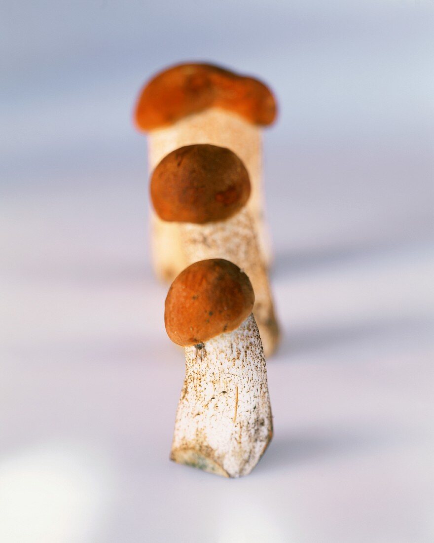 Three red cap boletes