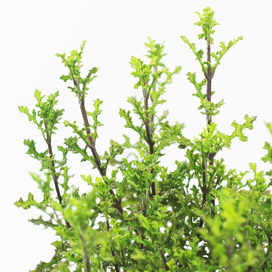 Salbei (Salvia namaensis)